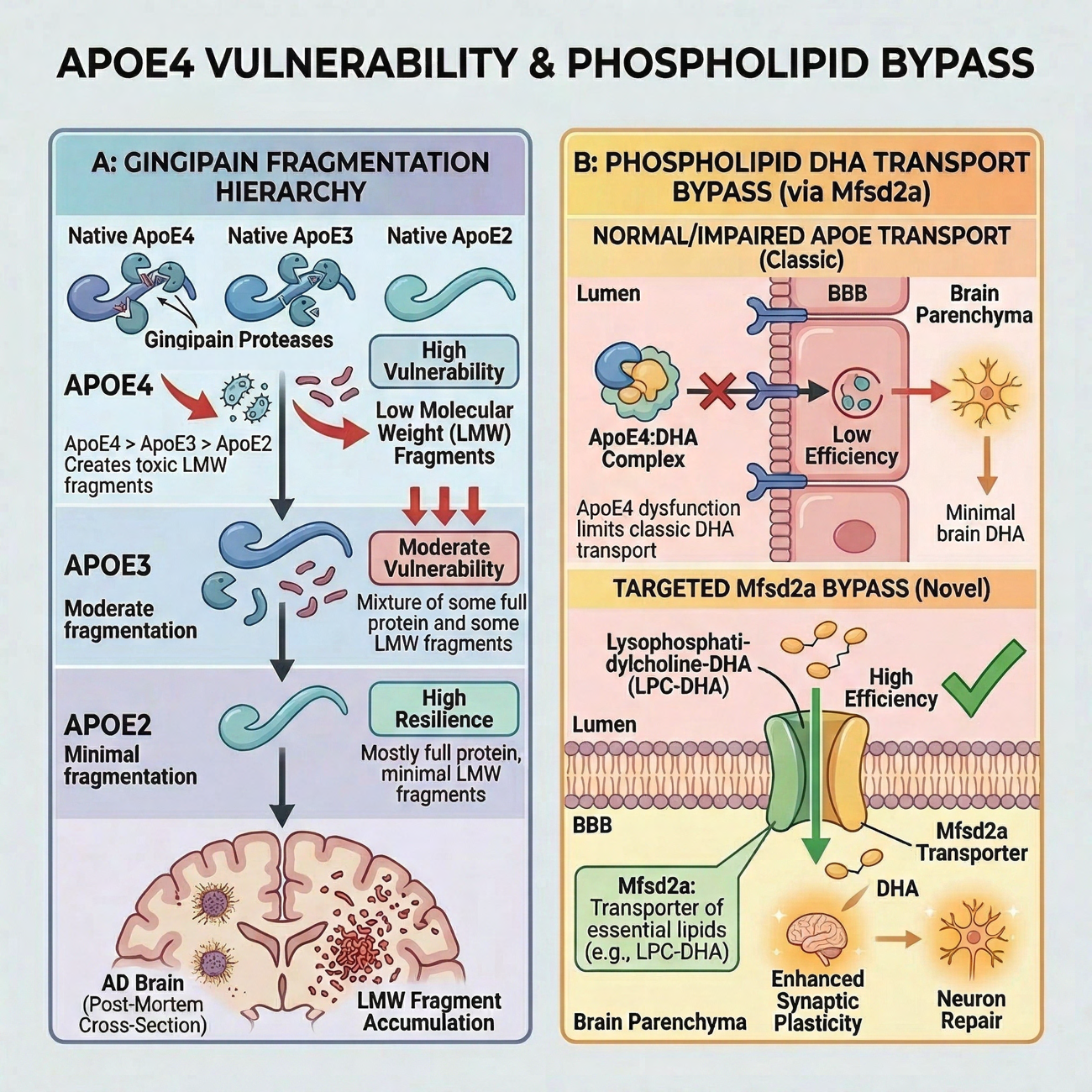 Two-panel diagram. Panel A: gingipain fragmentation hierarchy, with ApoE4 most vulnerable and ApoE2 most resilient. Panel B: phospholipid DHA transport bypass, contrasting classic APOE-dependent transport impaired in APOE4 carriers against the APOE-independent Mfsd2a transporter pathway.