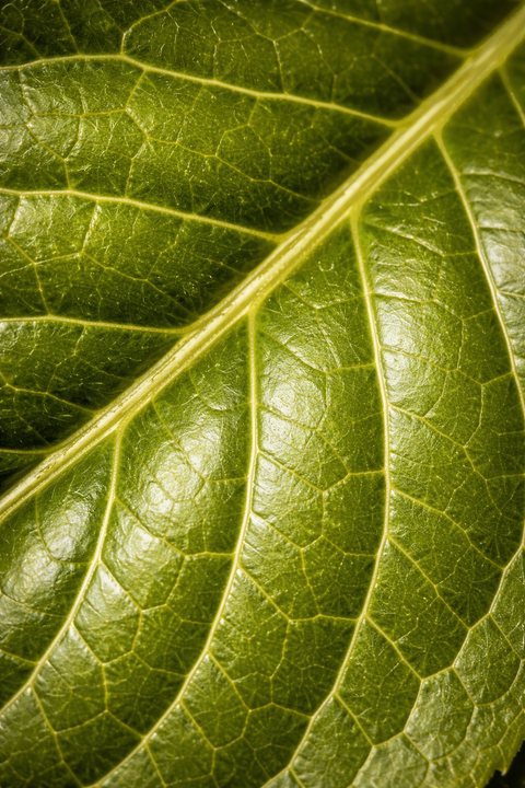 GREEN TEA EXTRACT