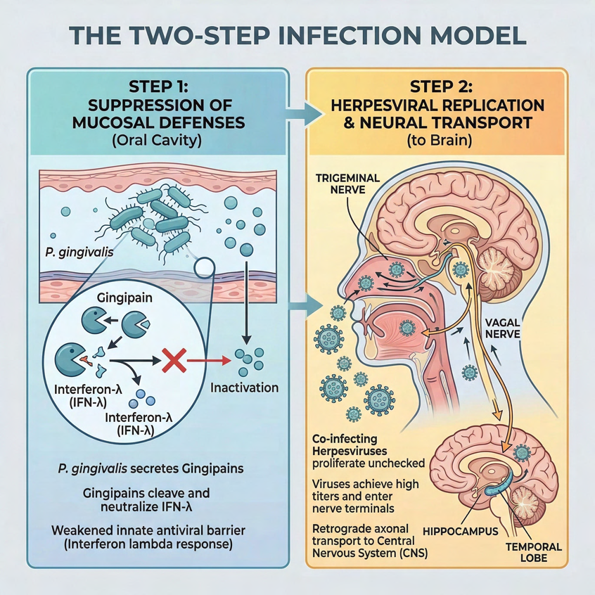 The two-step infection model. Step one: P. gingivalis secretes gingipains in the oral cavity that cleave and neutralize interferon-lambda, weakening the innate antiviral barrier. Step two: co-infecting herpesviruses proliferate unchecked and travel by retrograde axonal transport along the trigeminal and vagal nerves to the hippocampus and temporal lobe.